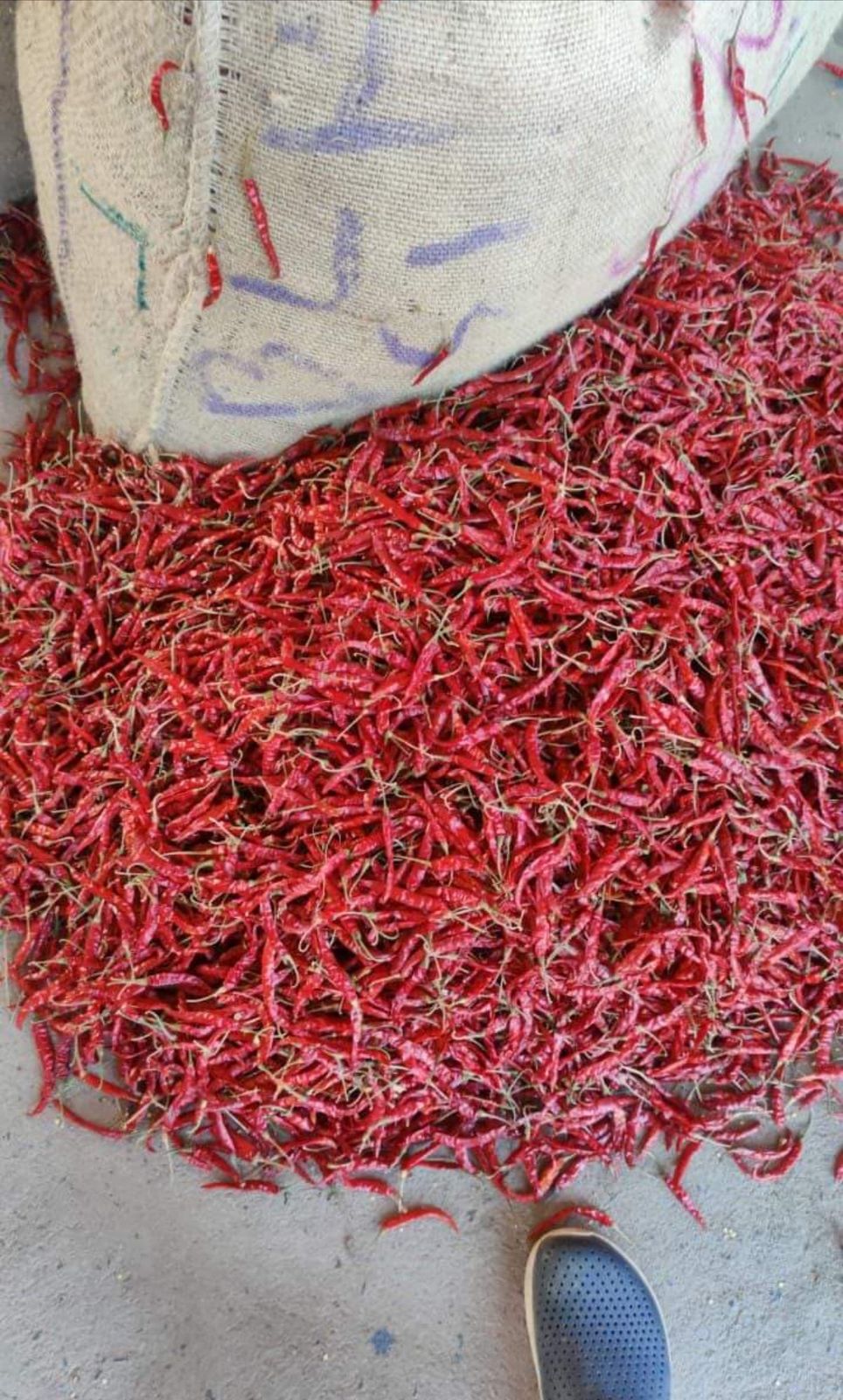 Dry Red Chilli
