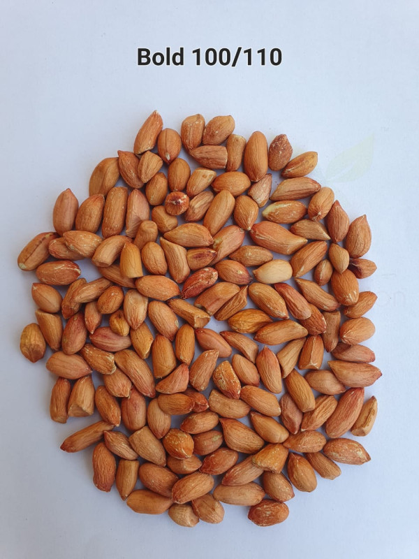 100-110 Bold Peanut