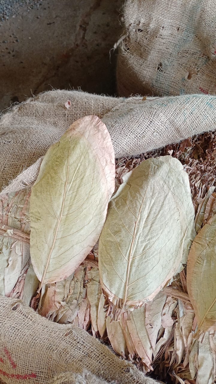 Beedi Leaf