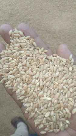 Wheat Grains - Paramhans Herbal Traders