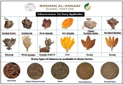 organic tobacco seeds for sale Tobacco Seed Bundle