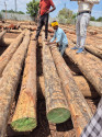 Australian Pine Wood Logs