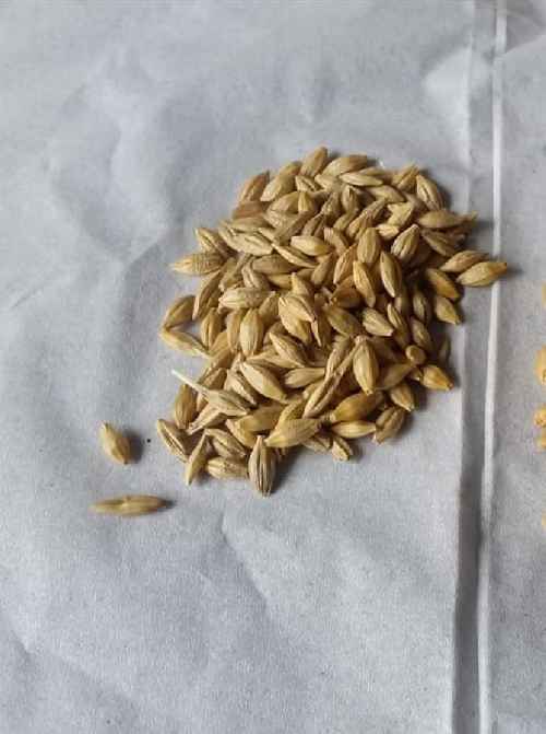 Animal Feed Barley