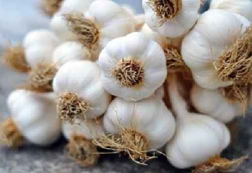 GARLIC