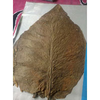tobacco plume vs mold Plume or Mold? The Age Old Question.  CDM Cigars