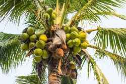 Coconut - Rathi Traders