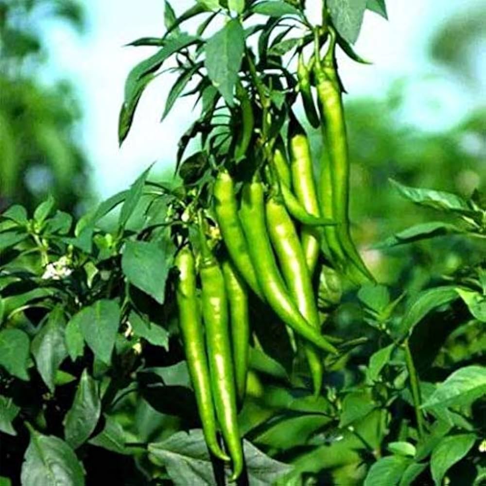Green Chillies