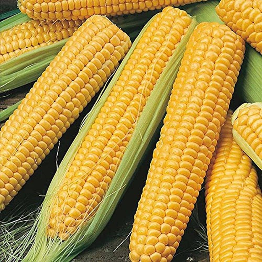 Maize