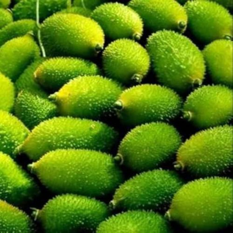 Pointed Gourd (Kantola)