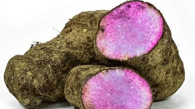 Violet Yams (Ratalu)