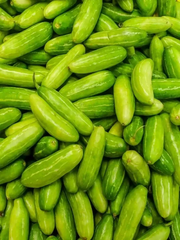 Tindora Ivy Gourd
