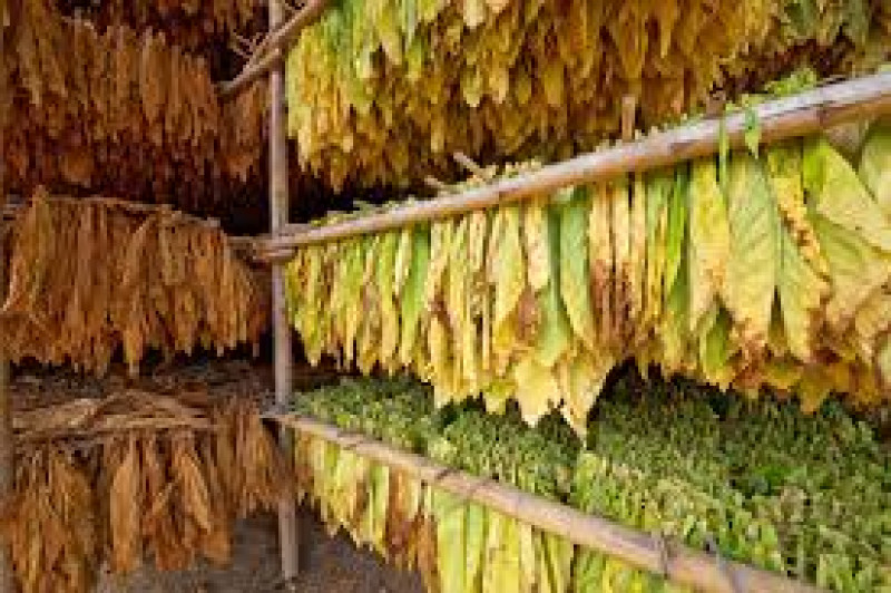 Raw Material Tobacco