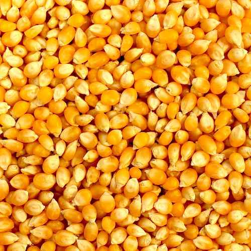 Maize