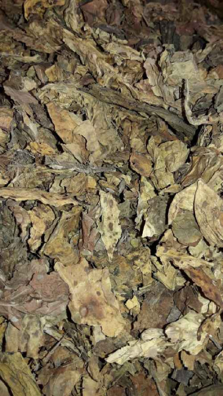 Tobacco Dry Leaves
