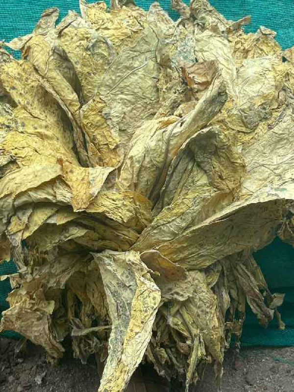 Virginia Tobacco