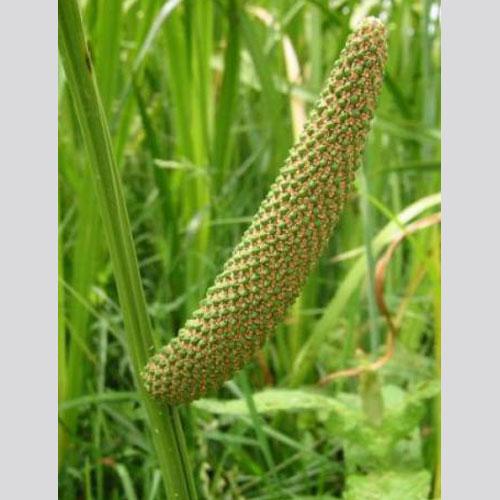 Calamus Roots