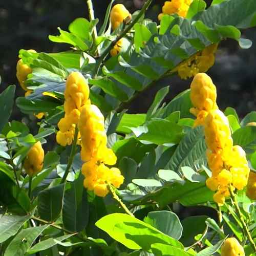 Candle Bush Leaves