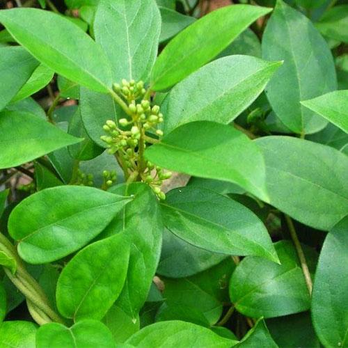 Gymnema Leaves