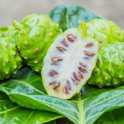 Morinda Citrifolia