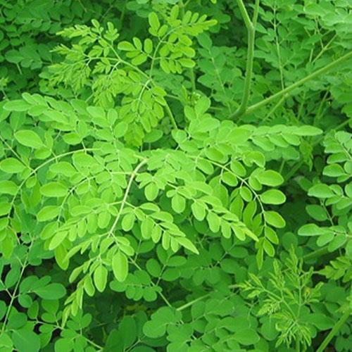 Moringa Leaves