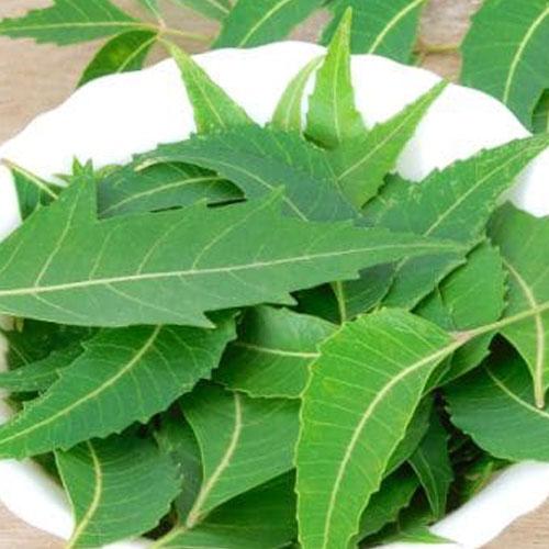 Neems Leaves