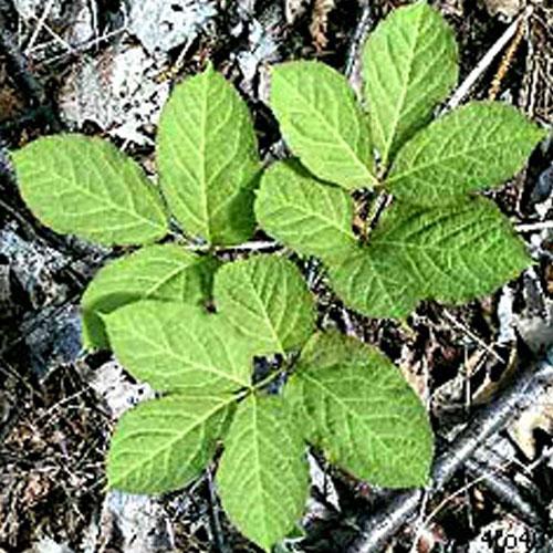 Sarsaparilla