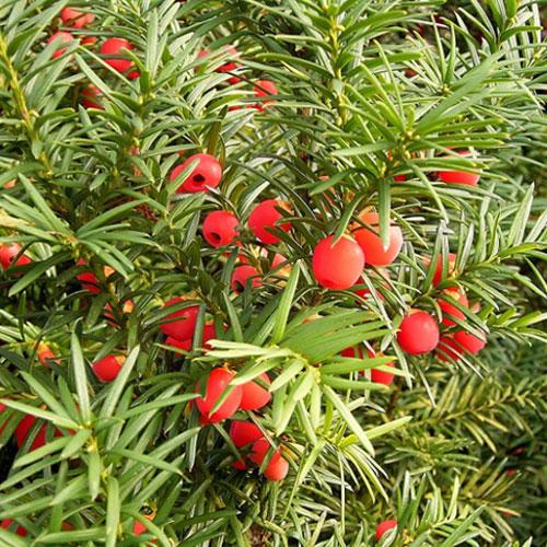 Taxus Baccata