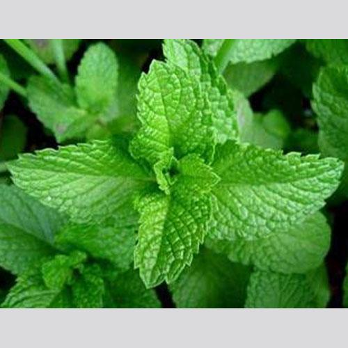 Tulsi Leaves