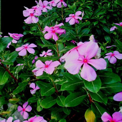 Vinca Rosea Leaves And Roots