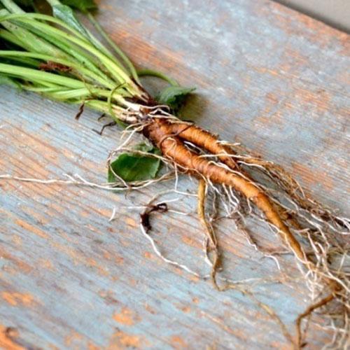 Yellow Dock Root