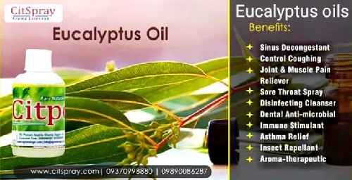 Eucalyptus Oil