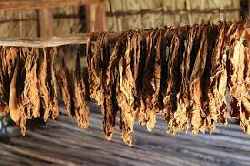 anti tobacco facts Smoking Facts